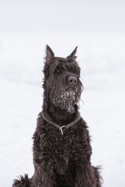 Portret Psa Rasy Riesengschnauzer