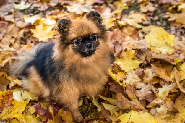Zdjęcie portret psa rasy szpic brązowy w zbliżeniu żółtych liści. karta