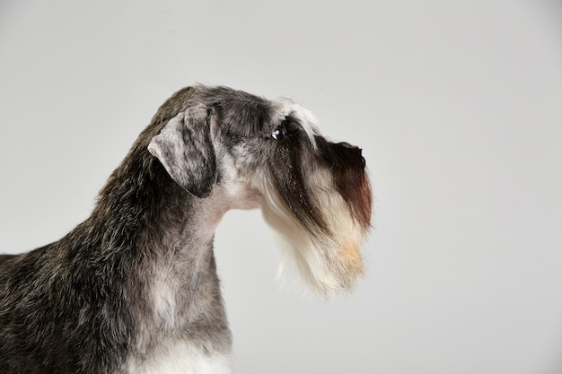 Portret Psa Rodowodowego Schnauzer Terrier