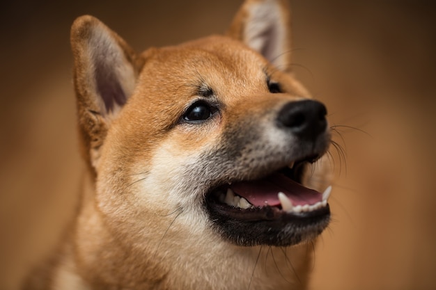 Portret Psa Shiba Inu, Widok Z Przodu