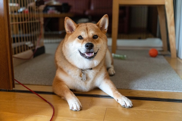 Portret psa Shikoku rasy japońskiej wyglądający Zabawnie szczęśliwy i szalony Młody pies Shikoku