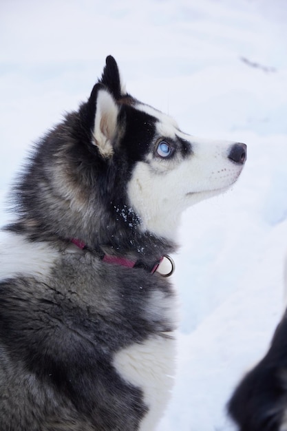 Portret psa siberian husky z oczami zaćmy na śniegu zima mroźny poranek świt słońce