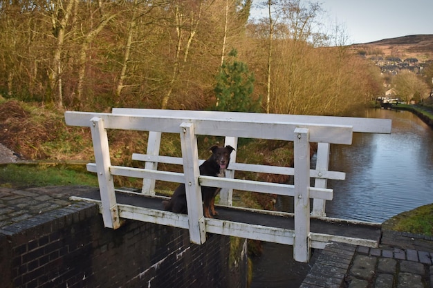 Zdjęcie portret psa siedzącego na moście śluzy