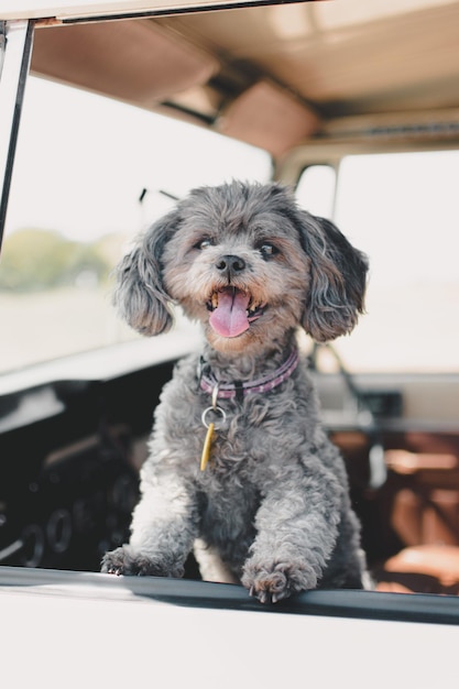 Zdjęcie portret psa siedzącego w samochodzie