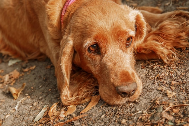 Portret psa smutny cocker spaniel angielski. Jesień. Jesień