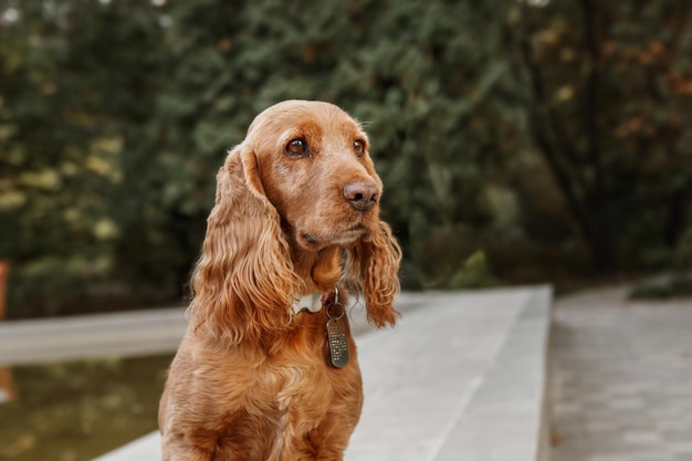 Portret psa smutny cocker spaniel angielski. Jesień. Jesień