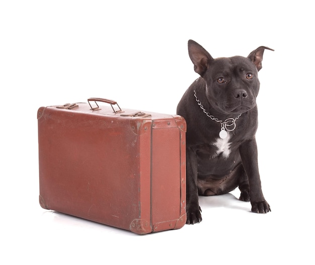 Portret psa staffordshire terrier z walizką na białym tle