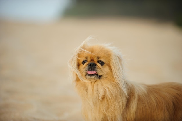 Portret psa stojącego na plaży