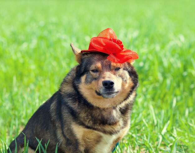 Portret psa w czerwonej kobiecej czapce na trawie