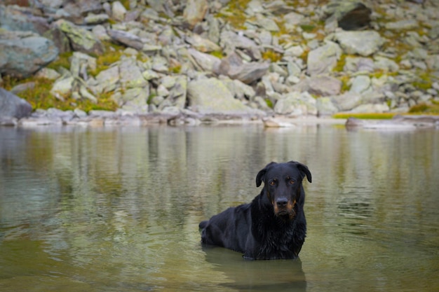 Zdjęcie portret psa w jeziorze