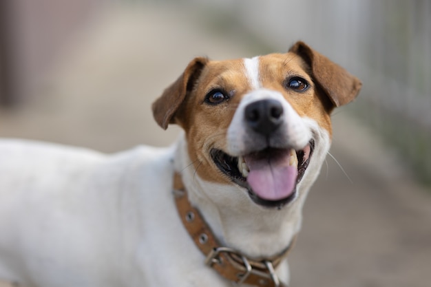 Portret Psa W Pobliżu Domu, Jack Russell