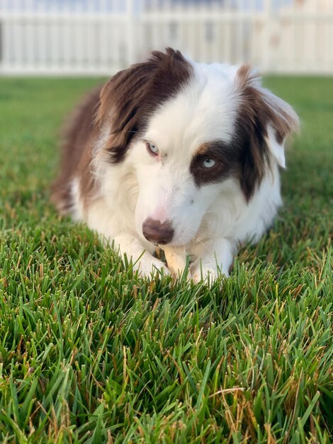 Zdjęcie portret psa z bliska na polu