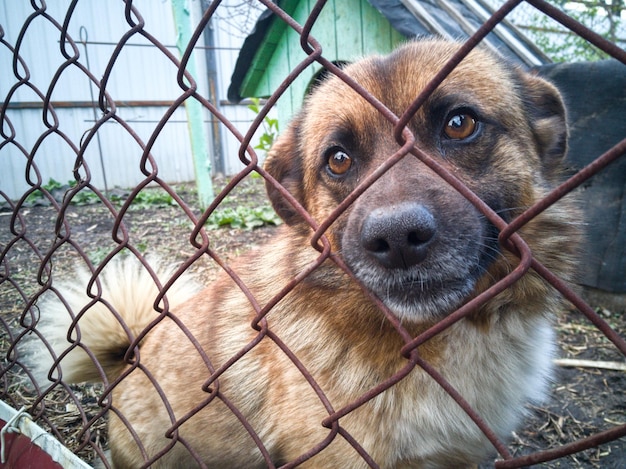 Portret psa z bliska widziany przez ogrodzenie łańcuchowe