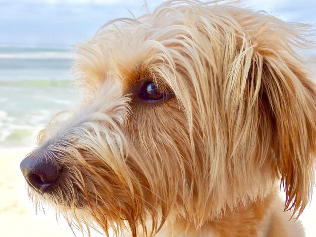 Zdjęcie portret psa z bliska