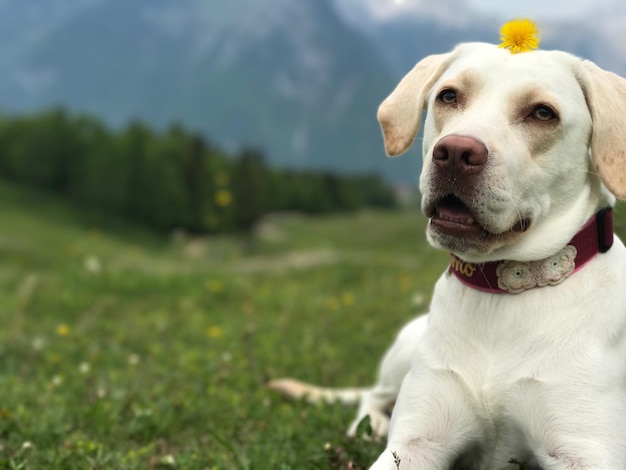 Zdjęcie portret psa z bliska