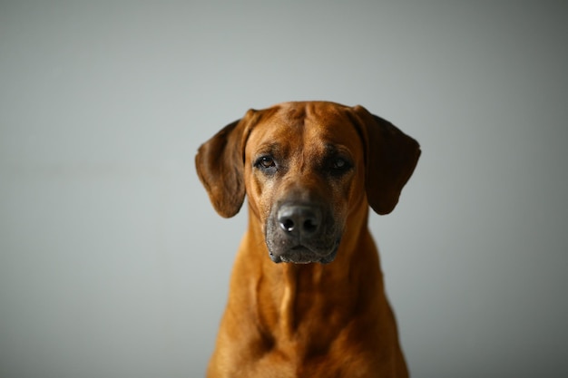 Portret psa z bliska