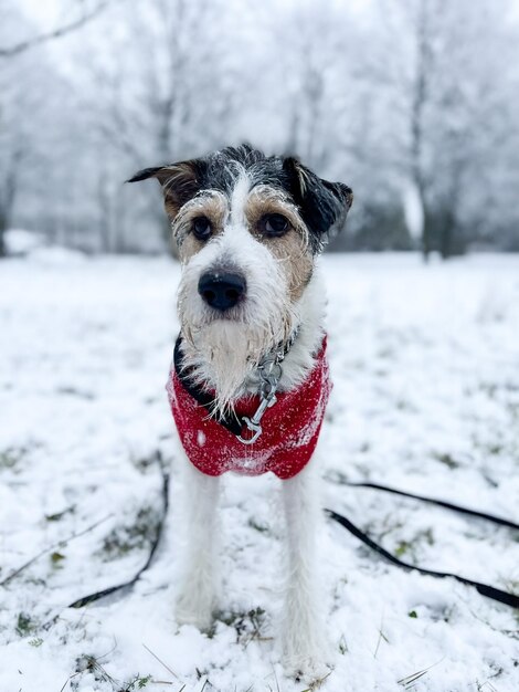 Zdjęcie portret psa z bliska