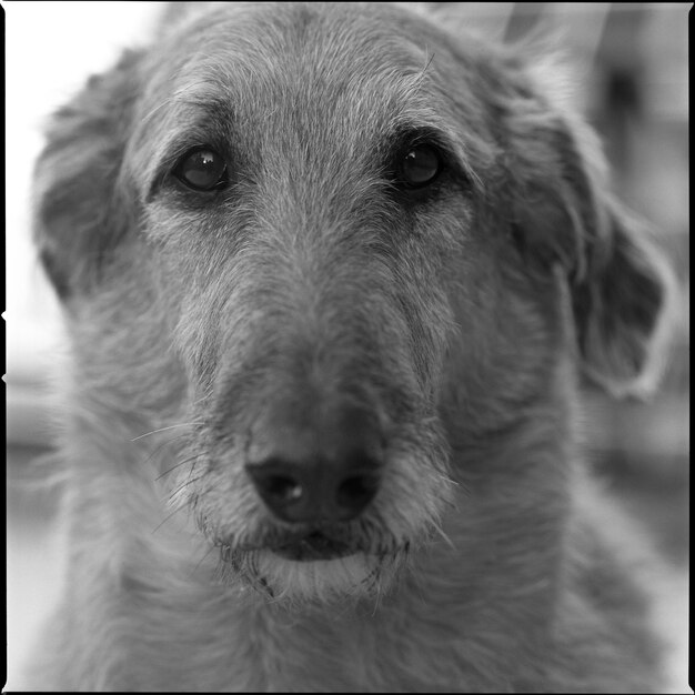 Zdjęcie portret psa z bliska