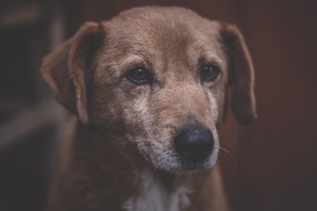 Portret psa z bliska