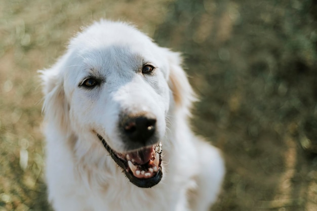 Portret Psa Z Szerokim Uśmiechem Na Twarzy