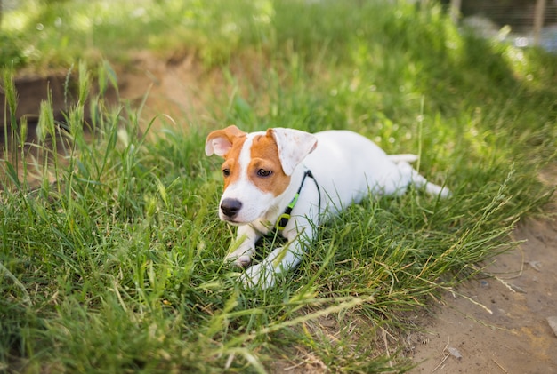 Portret Psi Russell Jack Terrier Na Zielonym Gazonie