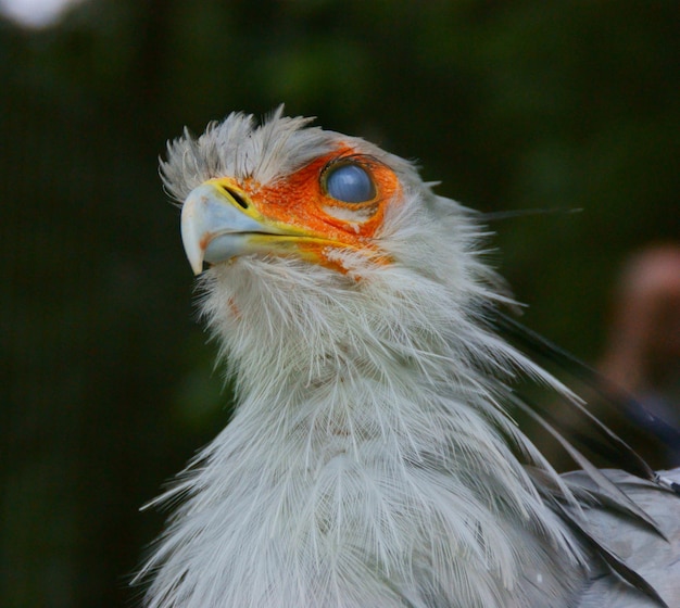 Zdjęcie portret ptaka w zoologischer garten w berlinie