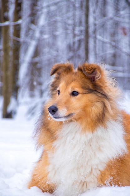 Portret puszystego czerwonego sheltie w zimowym lesie