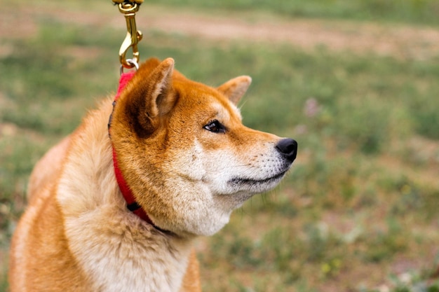 Portret rasowego japońskiego psa Shiba inu