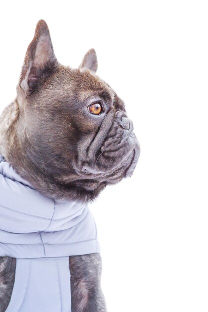 Portret rasowego psa Profil buldoga francuskiego w szarej kamizelce na białym tle izolować