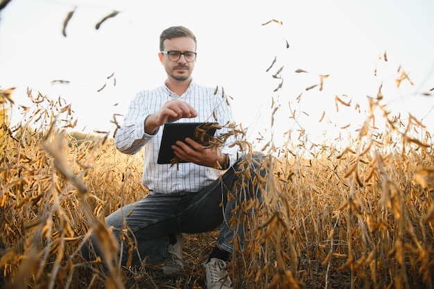 Portret rolnika stojącego na polu soi badającego uprawę o zachodzie słońca