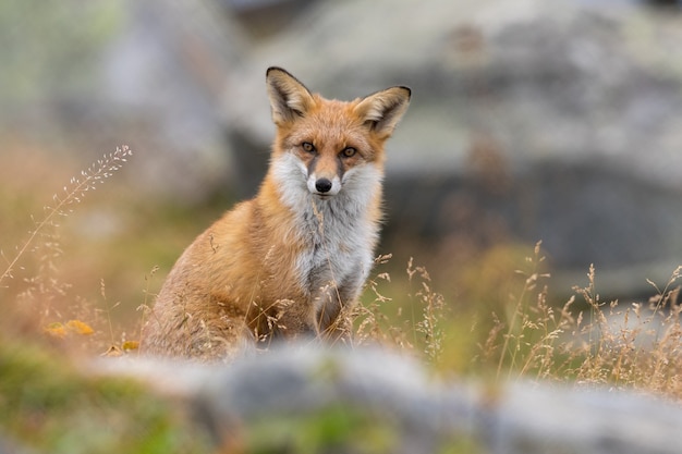 Zdjęcie portret rudego lisa vulpes vulpes siedzącego w trawie patrzącego w kamerę