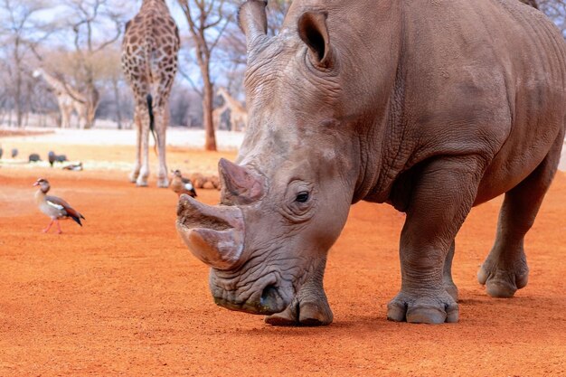 Portret samca byka białego Nosorożec pasący się w Parku Narodowym Etosha Namibia Dzikie zwierzęta afrykańskie Zbliżenie na nosorożca