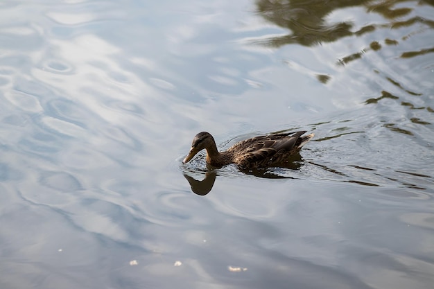 Portret samicy kaczki na wodzie