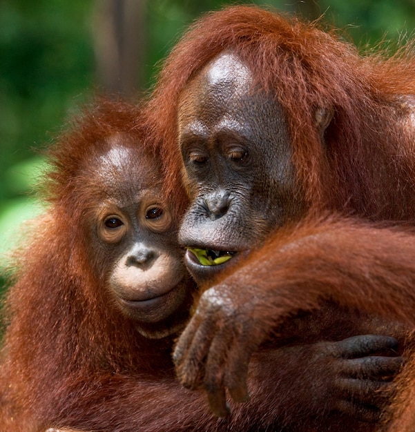 Portret samicy orangutana z dzieckiem na wolności. Indonezja. Wyspa Kalimantan (Borneo).