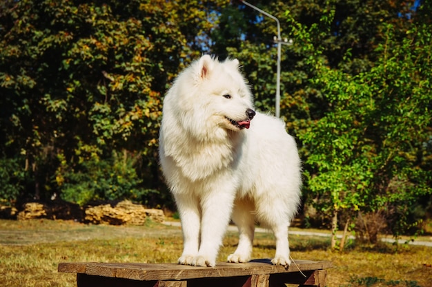 Portret Samoyed zbliżenie. Psy zaprzęgowe.