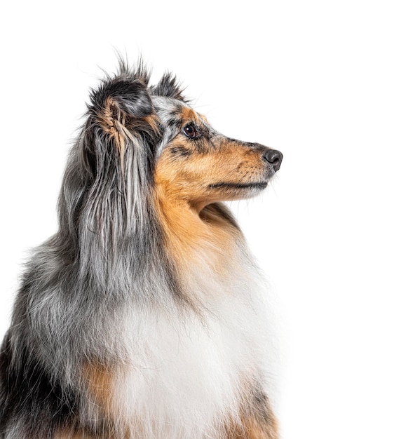 Portret Sheltie Blue Merle na białym tle