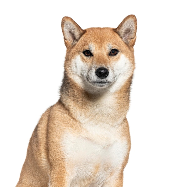 Zdjęcie portret shiba inu na czarnym tle