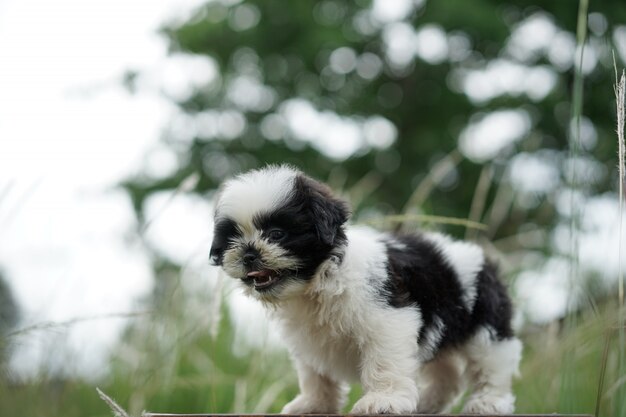 Zdjęcie portret shih tzu