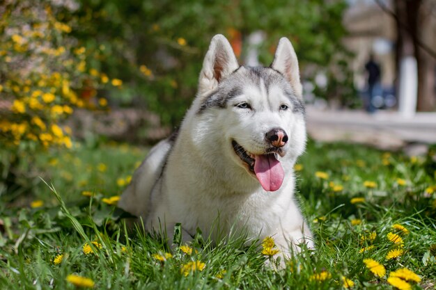 Portret Siberian Husky na zewnątrz