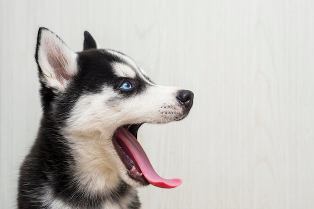 Portret siberian husky puppy z otwartymi ustami Pies patrzy na prawo