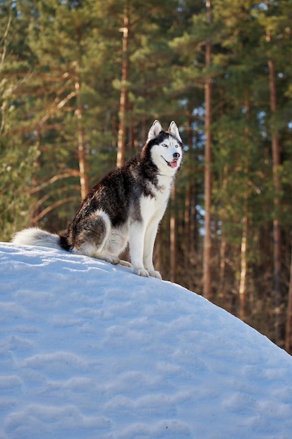 Zdjęcie portret siberian husky w słonecznym zimowym lesie