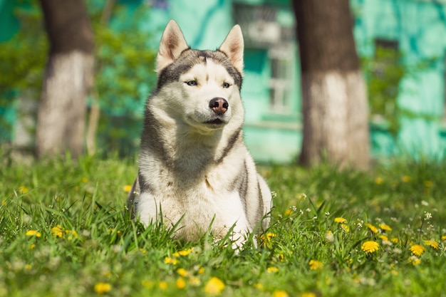 Portret Siberian Husky