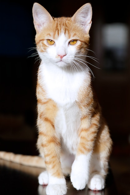 Portret siedzi ładny kot imbir
