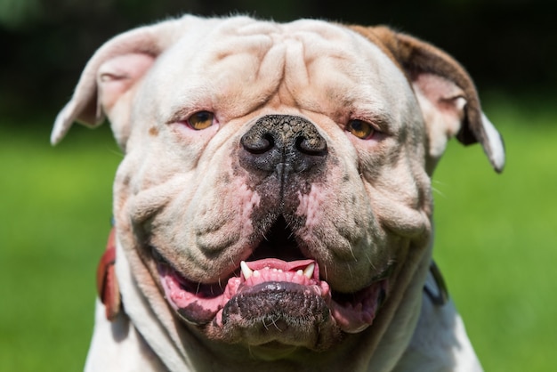 Portret silnie wyglądającego białego buldoga amerykańskiego na zewnątrz