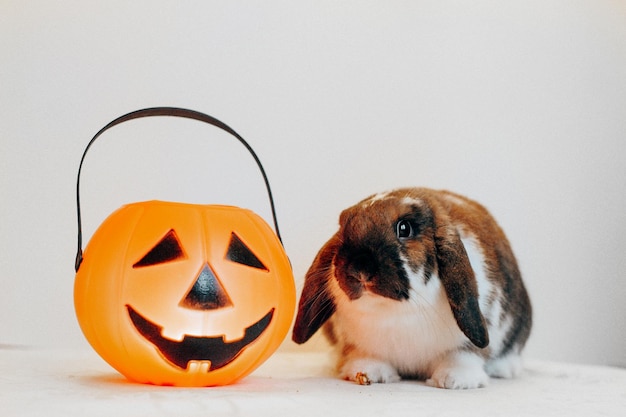 Portret ślicznego królika karłowatego lop uszami w kapeluszu halloween z wiaderkiem z cukierkami Jack O lantern