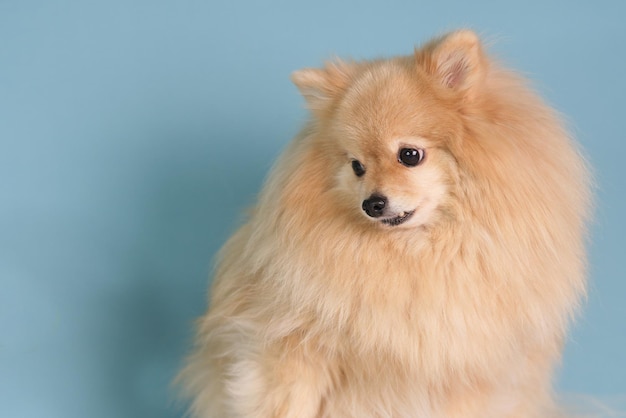 Portret ślicznego smutnego psa pięknego szczeniaka szpica pomorskiego na niebieskim tle z miejscem na kopię