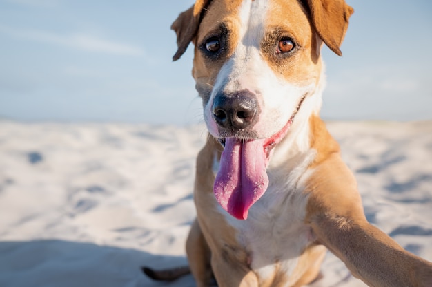 Portret ślicznego Staffordshire terrier imitującego selfie, zastrzelony na plaży lub nad morzem latem