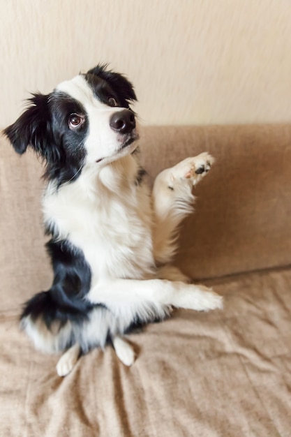 Portret śliczny Border collie na leżance