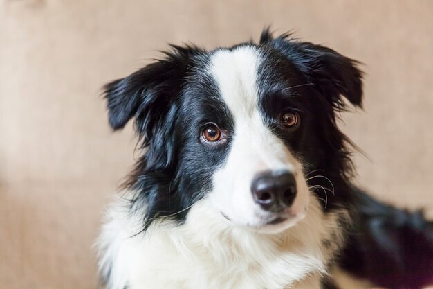 Portret śliczny Border collie na leżance