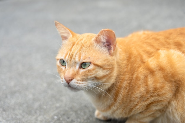 Portret Śliczny kot siedzący przed domem Jest słodkim zwierzakiem i dobrymi nawykami